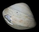 Polished Fossil Clam - Small Size #5287-1